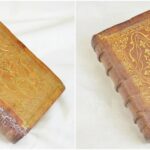 Oiseau becq 1 mp (Wp1280formatHD)